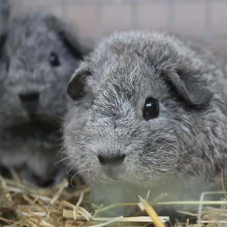 Le Logis Des Chons A La Campagne A Saint Hilaire Du Bois - Lys Layon *