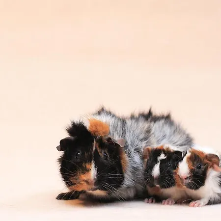 Ferienhaus Le Logis Des Chons A La Campagne A Saint Hilaire Du Bois - Lys Layon *