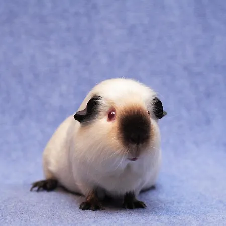 Le Logis Des Chons A La Campagne A Saint Hilaire Du Bois - Lys Layon Prázdninový dům